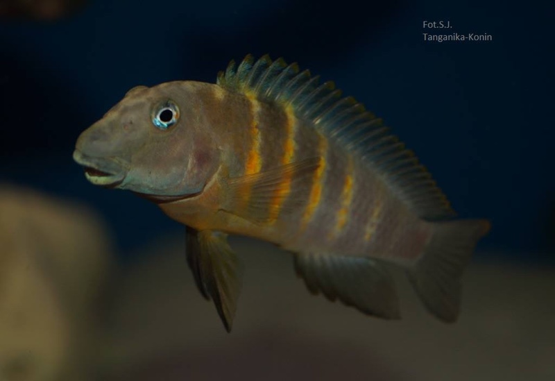 Eretmodus cf. marksmithi 'Mabilibili'